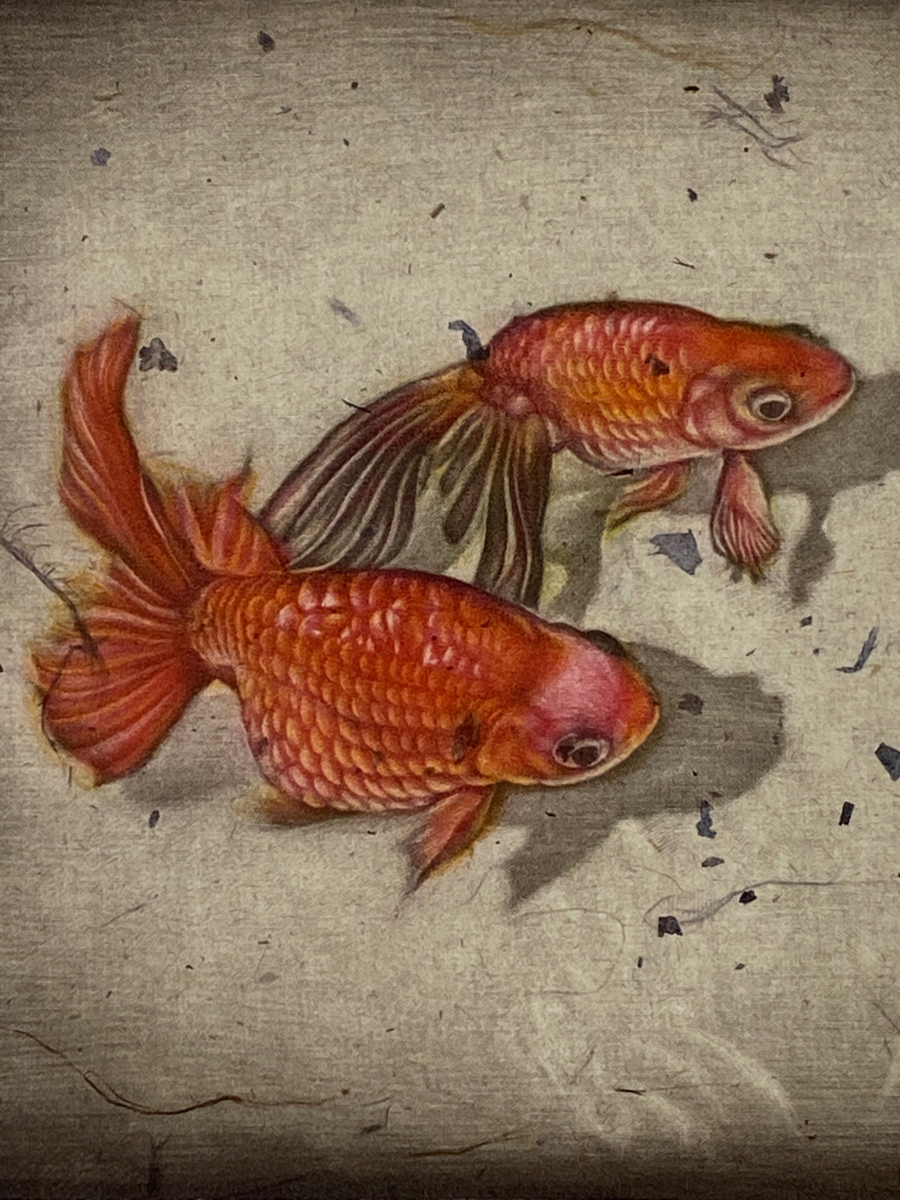  raw rice field ..[ goldfish ] copperplate engraving color mezzo chin to frame fish ....