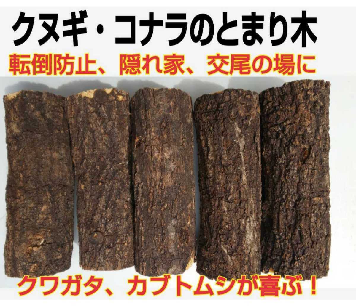  sawtooth oak, * konara oak. ... tree 5 pcs set * turning-over prevention,.. house, after tail. place, display .! stag beetle * rhinoceros beetle . most ... material.! addition OK!!