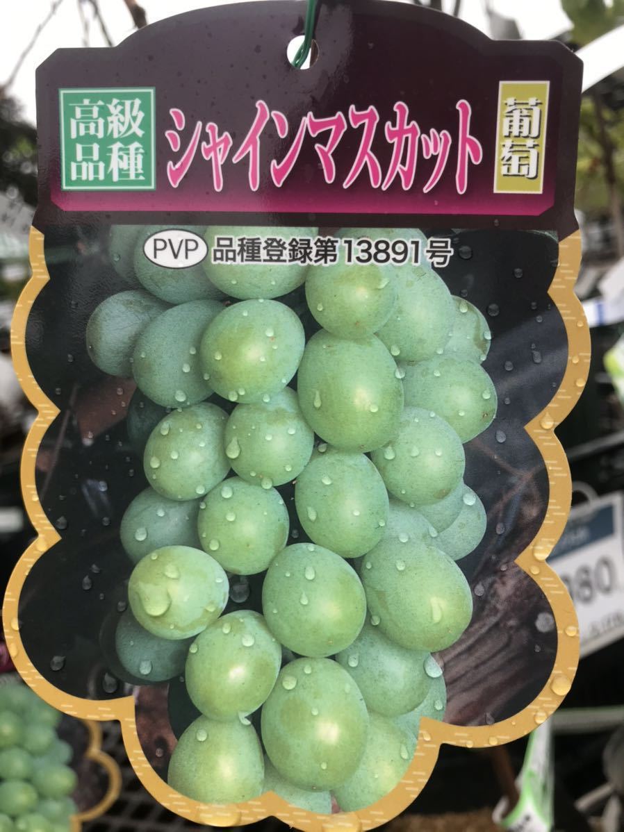 シャインマスカット 高級品種葡萄 PVP苗木
