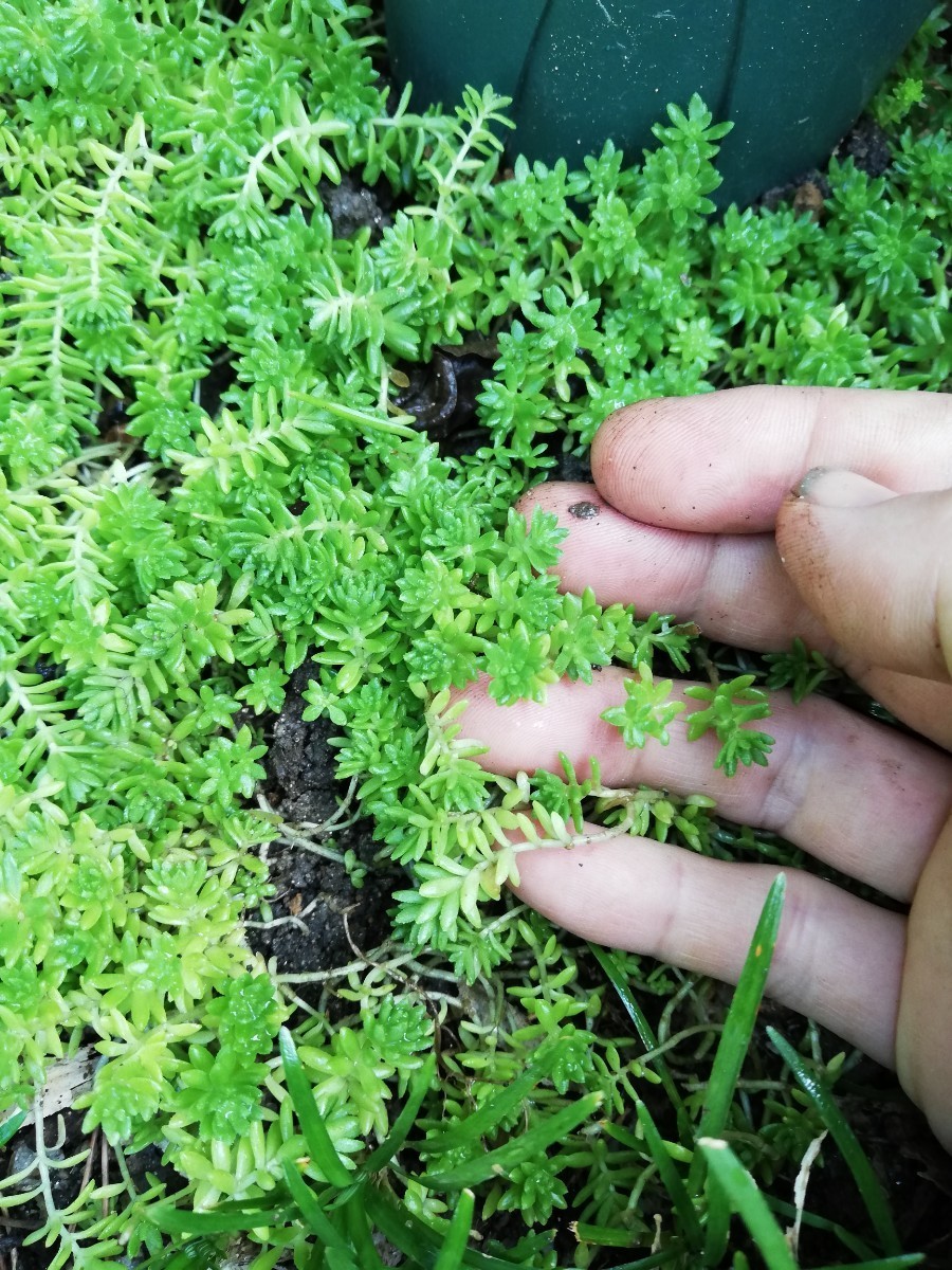 セダム　森村万年草