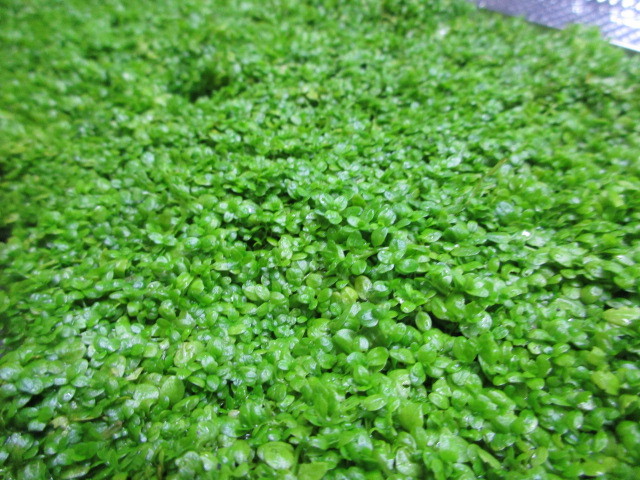 キューバ パールグラス 大量 1円スタート 極美 前景 種 早い者勝ち 水草 売買されたオークション情報 Yahooの商品情報をアーカイブ公開 オークファン Aucfan Com キューバ パールグラス 大量 1円スタート 極美 前景 種 早い者勝ち 水草 売買されたオークション情報 Yahooの商品情報をアーカイブ公開 オークファン Aucfan Com