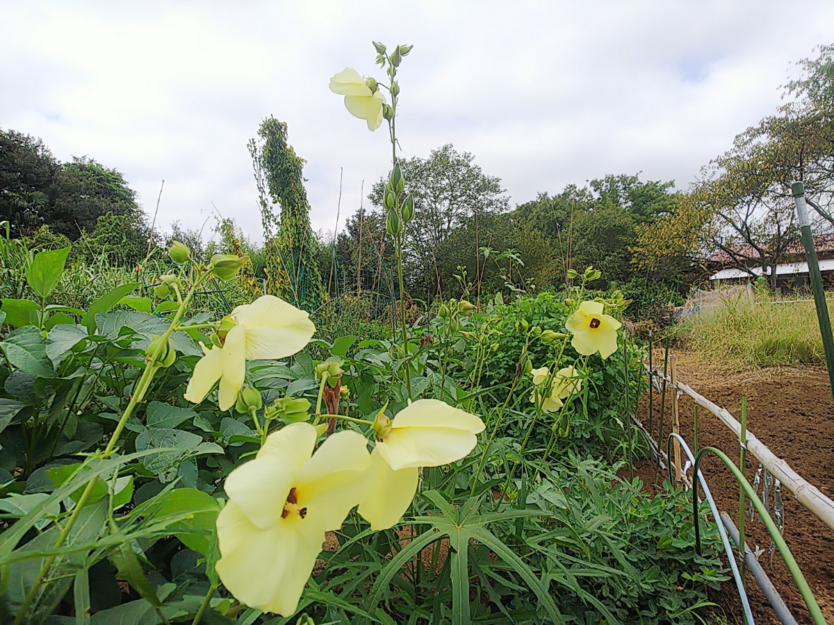 Paypayフリマ 花オクラの種 Paypayフリマ 花オクラの種