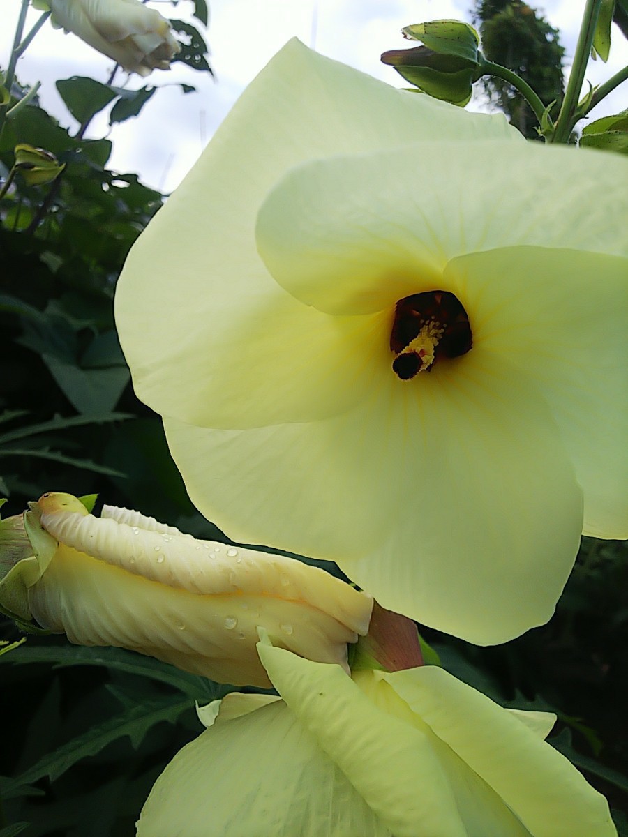 Paypayフリマ 花オクラの種 Paypayフリマ 花オクラの種