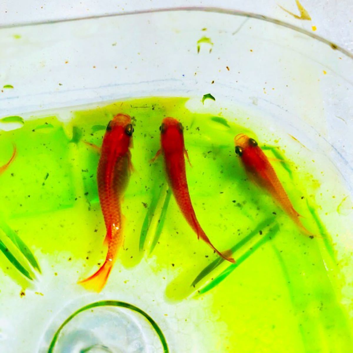 Paypayフリマ グリーンウォーター 800ml 種水 メダカ 金魚 稚魚 栄養 色上げ クロレラ Paypayフリマ グリーンウォーター 800ml 種水 メダカ 金魚 稚魚 栄養 色上げ クロレラ