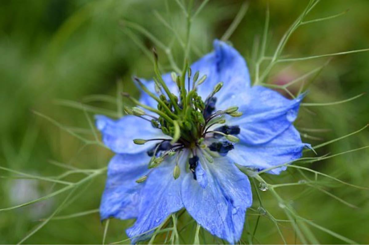 Paypayフリマ 花の種 2種類 秋まき ニゲラ オルレア 合計100粒 Paypayフリマ 花の種 2種類 秋まき ニゲラ オルレア 合計100粒