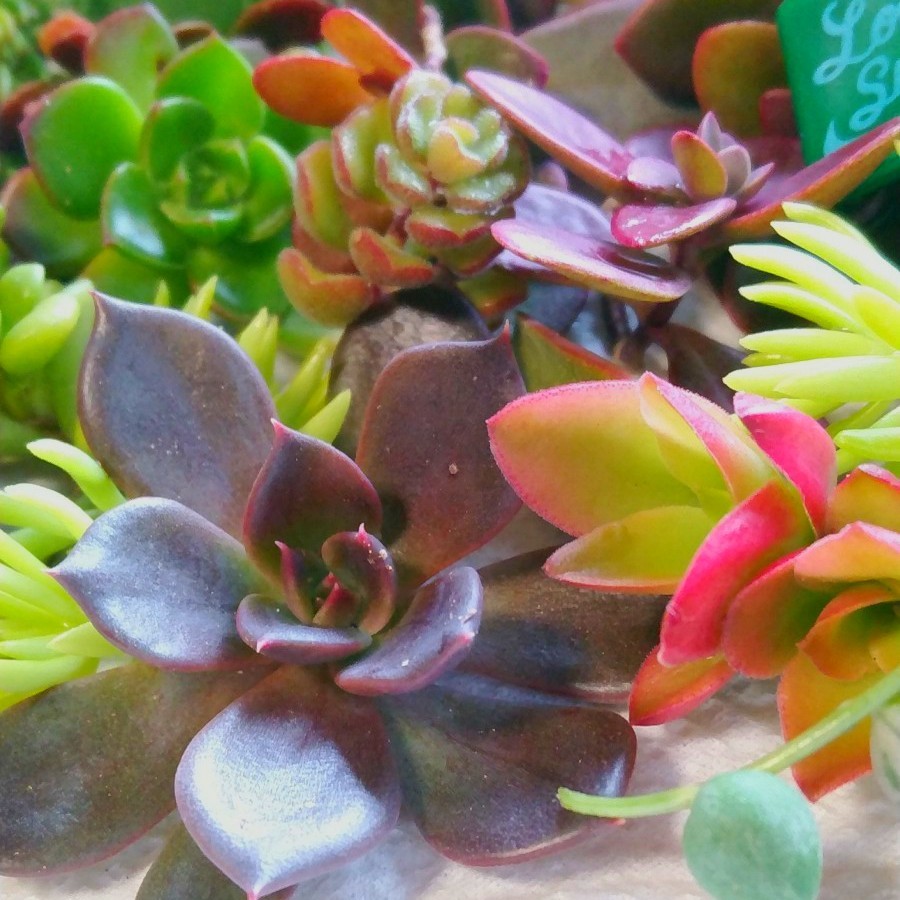 Paypayフリマ 多肉植物寄せ植え用 特 紅葉セット エケベリア2種 現品 Paypayフリマ 多肉植物寄せ植え用 特 紅葉セット エケベリア2種 現品