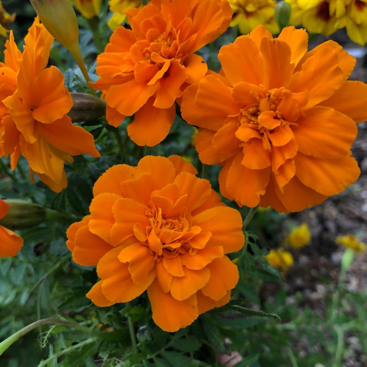 Paypayフリマ マリーゴールド 5種類 花の種 Paypayフリマ マリーゴールド 5種類 花の種