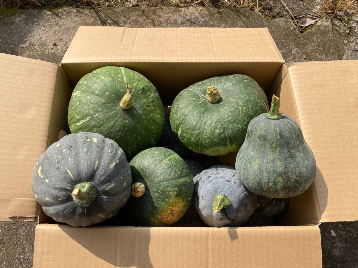1 10kg甘い　かぼちゃ　10kg　農家直送　農薬除草剤不使用　有機栽培　カボチャ 南瓜