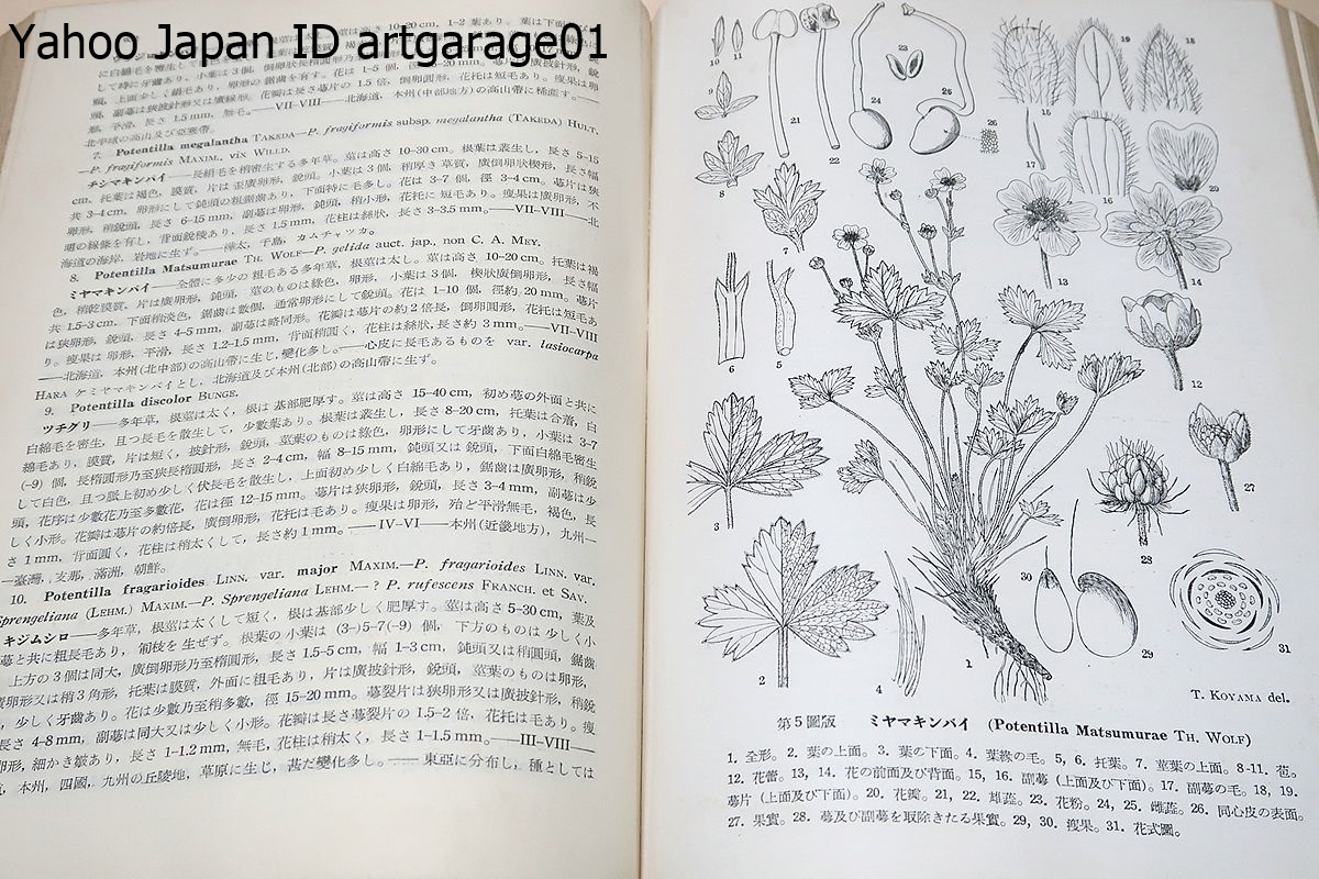  Japan plant magazine / large . next Saburou /... Taro . average .. japanese plant classification .. base .... person / japanese plant . net ./ britain translation ....1971 year . morning day .. winning 