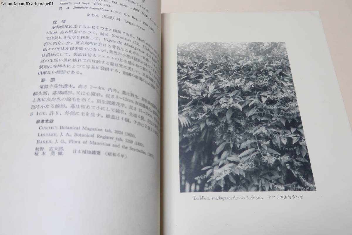 熱帯植物写真集・5冊/工藤弥九郎/180枚の写真の大部分は台北植物園内に生育しているのを撮影したものでいずれも立派なものばかり/昭和8年_画像8