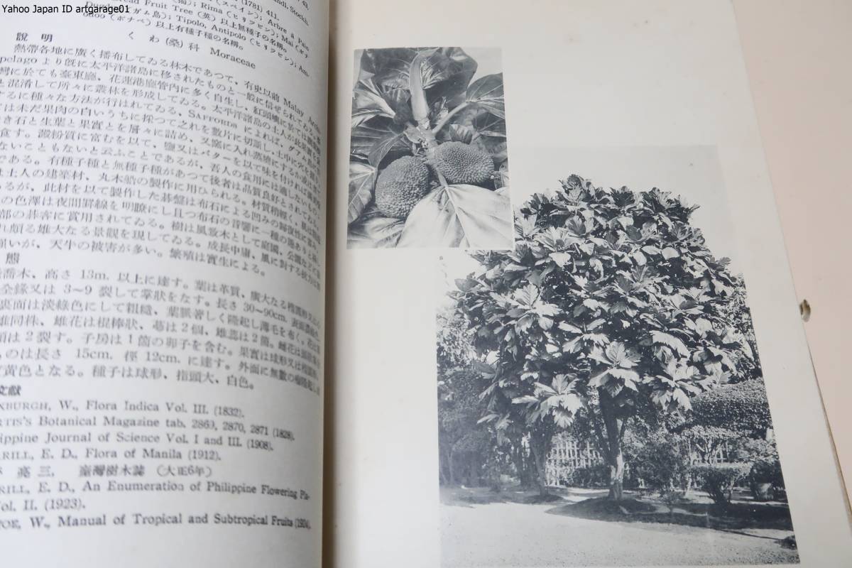 熱帯植物写真集・5冊/工藤弥九郎/180枚の写真の大部分は台北植物園内に生育しているのを撮影したものでいずれも立派なものばかり/昭和8年_画像7