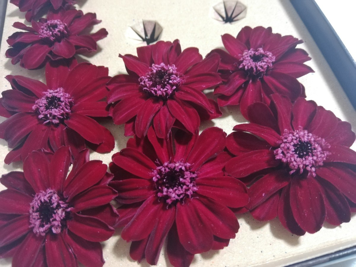 Paypayフリマ 花材 フラワー 花 アレンジメント 素材 コスモス 赤 ボルドー チョコ Paypayフリマ 花材 フラワー 花 アレンジメント 素材 コスモス 赤 ボルドー チョコ