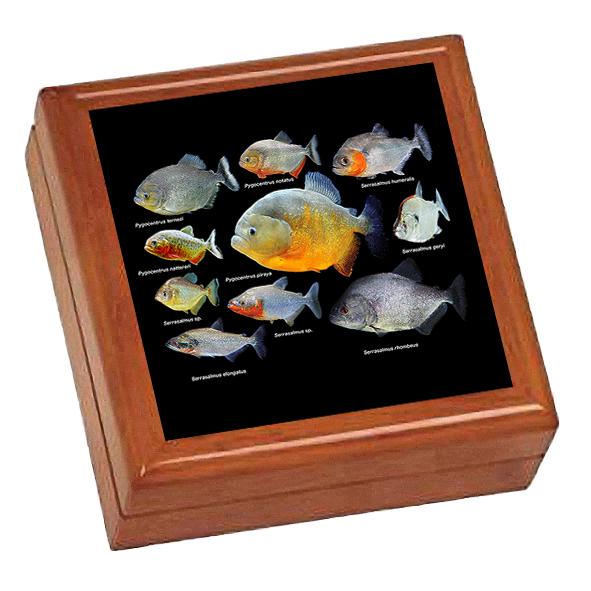 ピラニアたちの写真タイル付き小物入れ Jewelry Box 世界の熱帯魚シリーズ くらしを楽しむアイテム Box