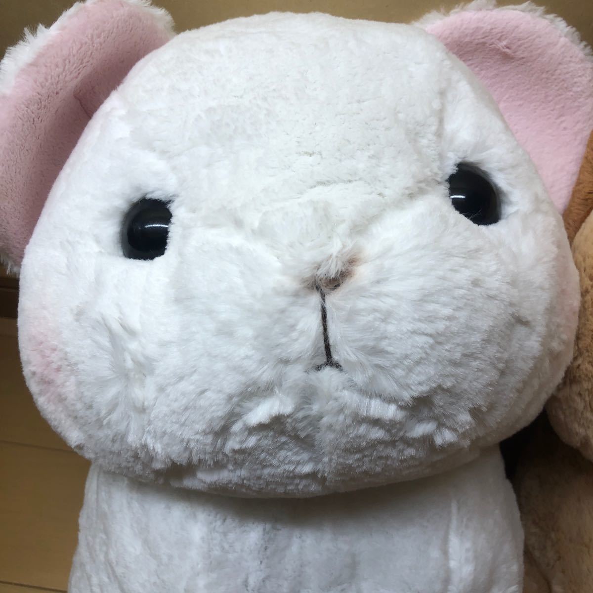 Paypayフリマ キュンとなきうさぎ しろぴか きゅんきゅん Paypayフリマ キュンとなきうさぎ しろぴか きゅんきゅん