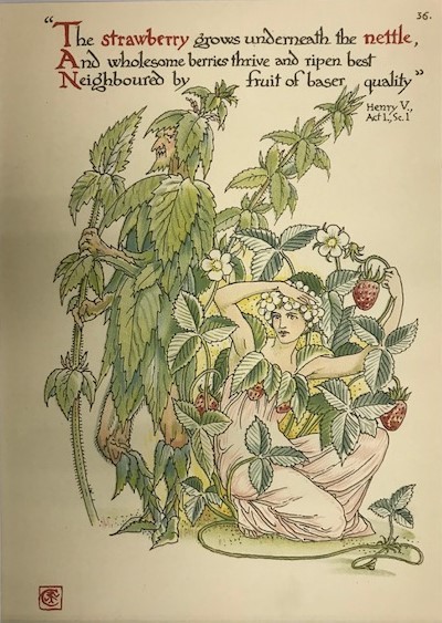 【特価】 ≪ ウォルター クレイン ≫ オリジナルリトグラフ【石版画】 FLOWERS FROM SHAKESPEARES GARDEN ⅩⅩⅩⅥ 1906年 1