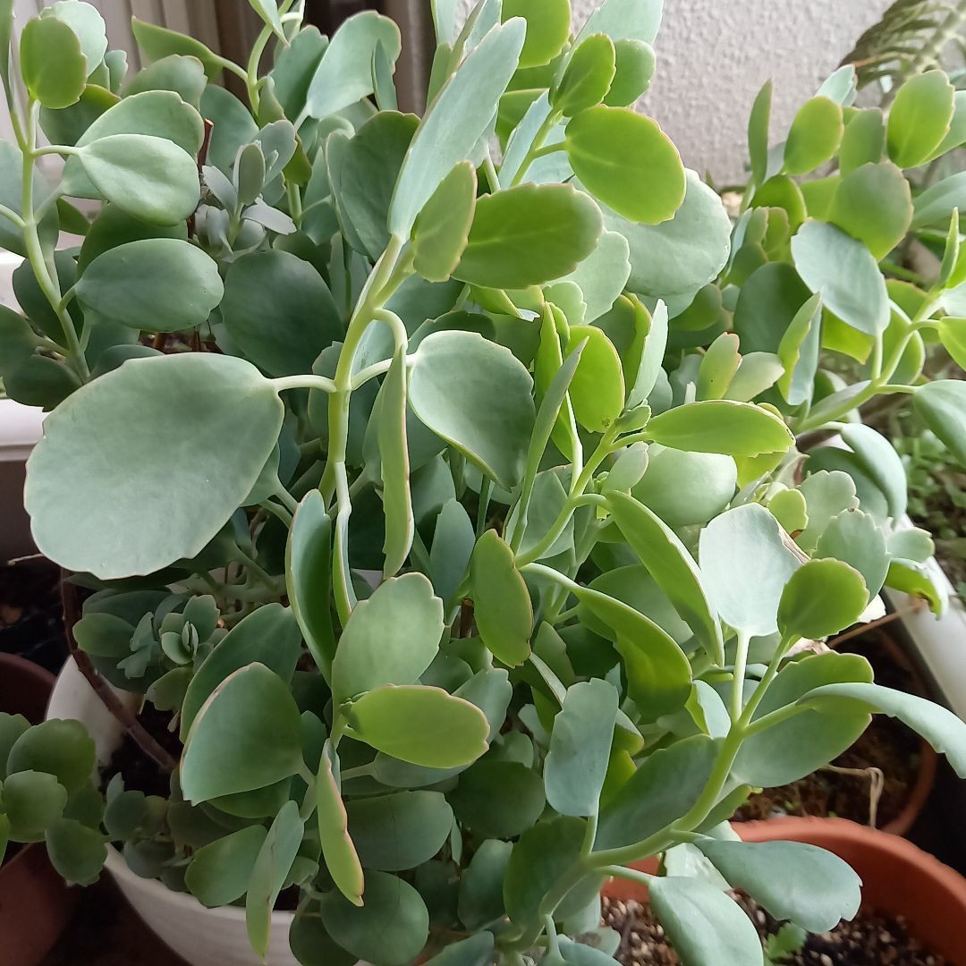 Paypayフリマ 多肉植物マザーリーフ カランコエリンリン Paypayフリマ 多肉植物マザーリーフ カランコエリンリン