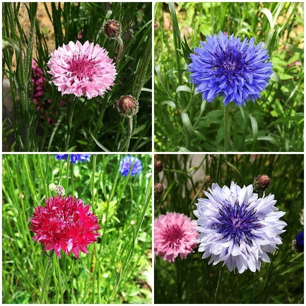 Paypayフリマ 今がまき時 秋まき花の種 ヤグルマギク混合種を50粒 Paypayフリマ 今がまき時 秋まき花の種 ヤグルマギク混合種を50粒