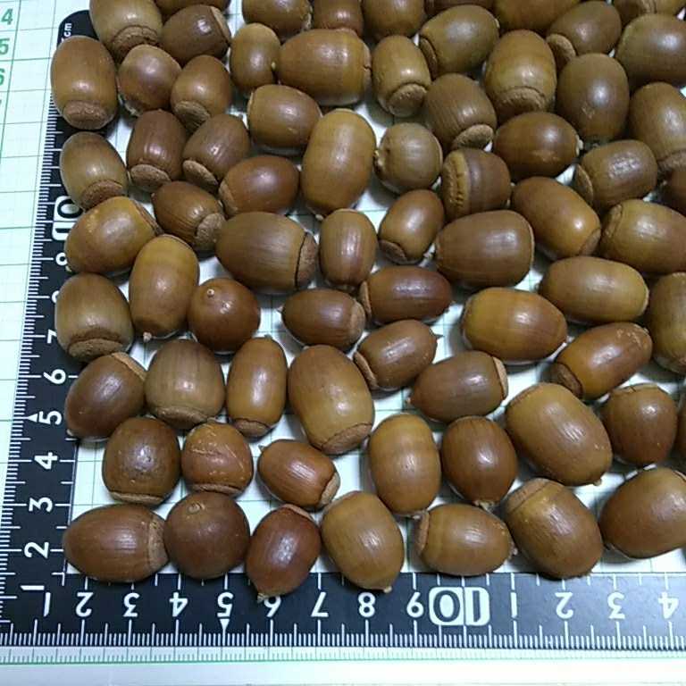 送料込み　どんぐり　150個　その1 サイズ 縦・約1.5～2cm前後　クヌギ　アベマキ　木の実　自然素材　煮沸処理済み　工作やリースに_画像2