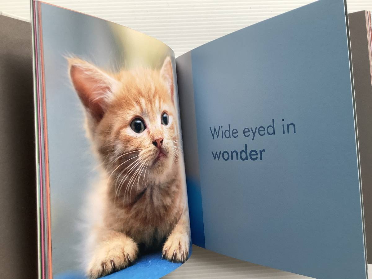  иностранная книга книга с картинками #ARTBOOK_OUTLET# 65-104 * бесплатная доставка! новый товар замечательный фотография . приятный love. . кошка LOVE KITTENS