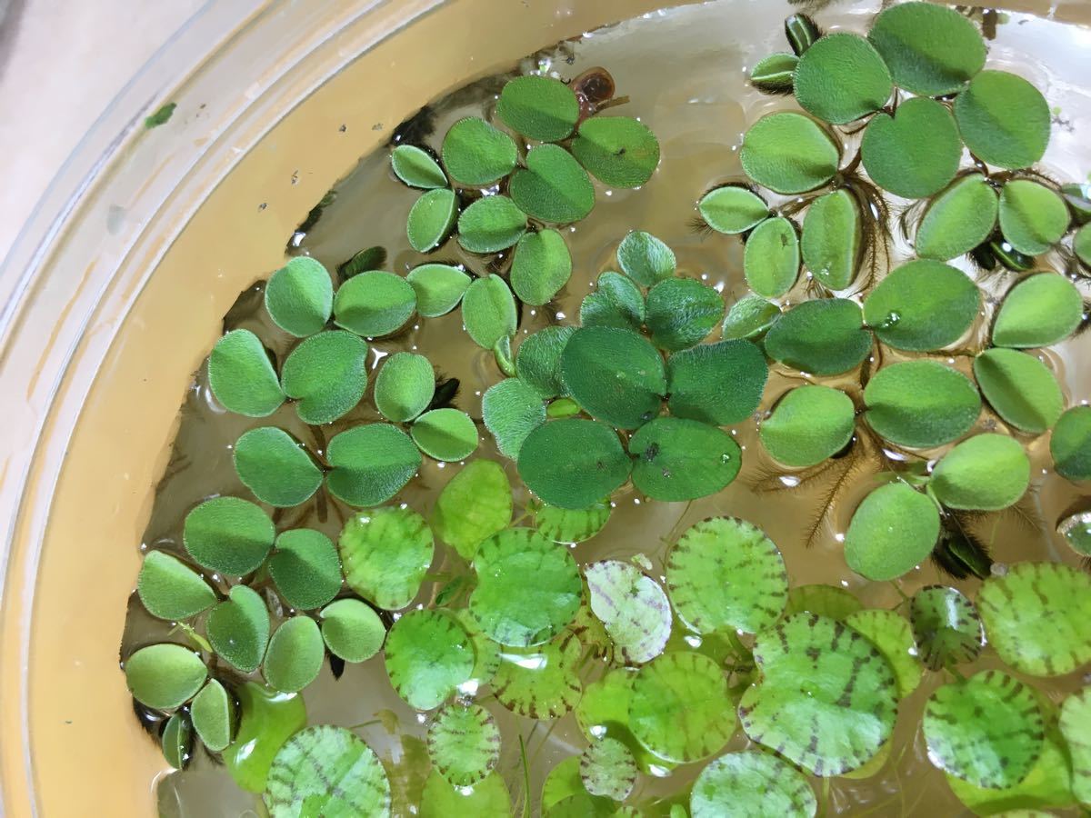 Paypayフリマ 浮草 浮草2種まとめ売り メダカの隠れ家に Paypayフリマ 浮草 浮草2種まとめ売り メダカの隠れ家に