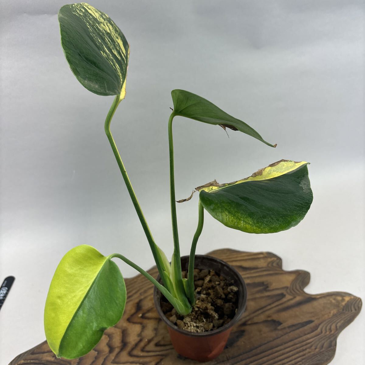  монстера telisio-sa желтый Marilyn . ввод lsw447