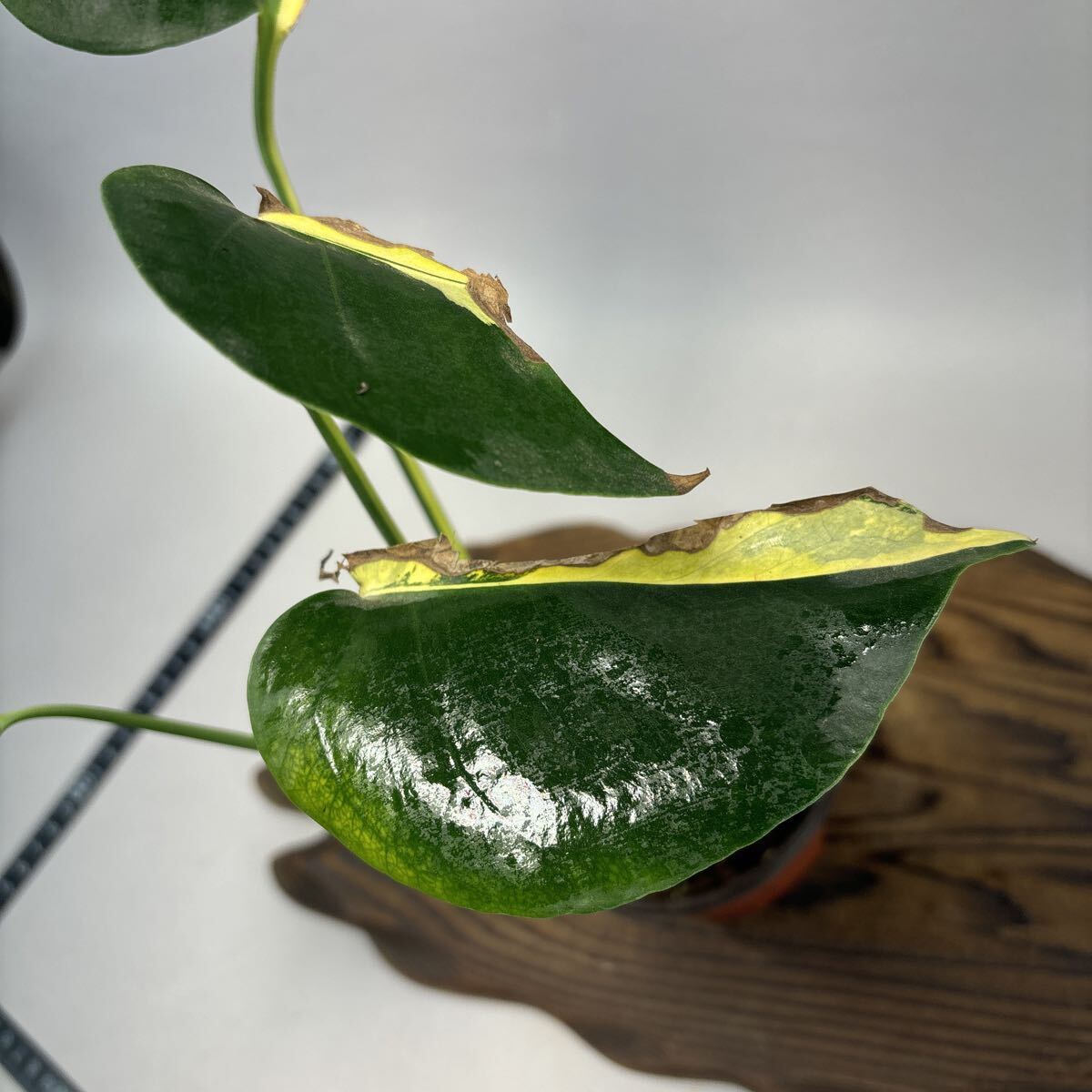  монстера telisio-sa желтый Marilyn . ввод lsw447