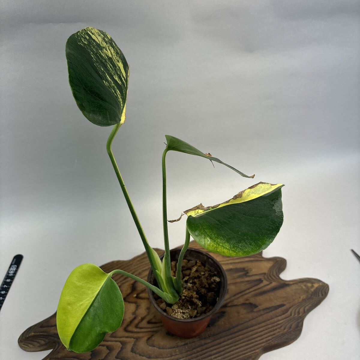  монстера telisio-sa желтый Marilyn . ввод lsw447