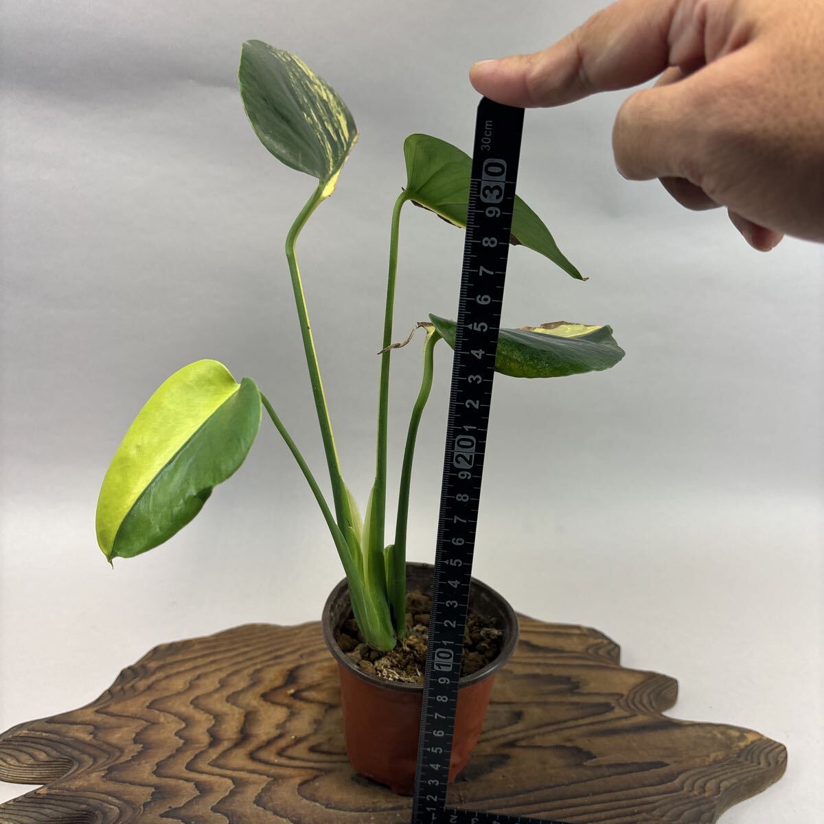  монстера telisio-sa желтый Marilyn . ввод lsw447