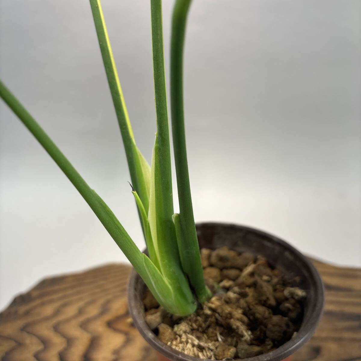  монстера telisio-sa желтый Marilyn . ввод lsw447