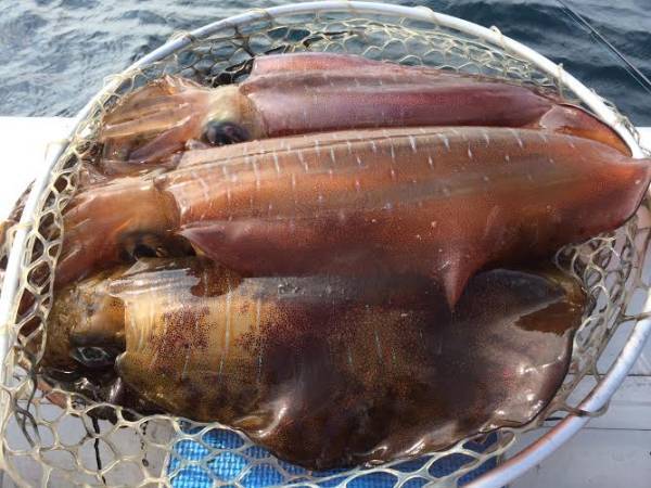 超激レア エコギア ダートマックス TRZ 3.5号 40g パープルボーダーグリーン 新品 折本プロアオリイカ爆釣人気エギ ティップラン デカイカ_画像10