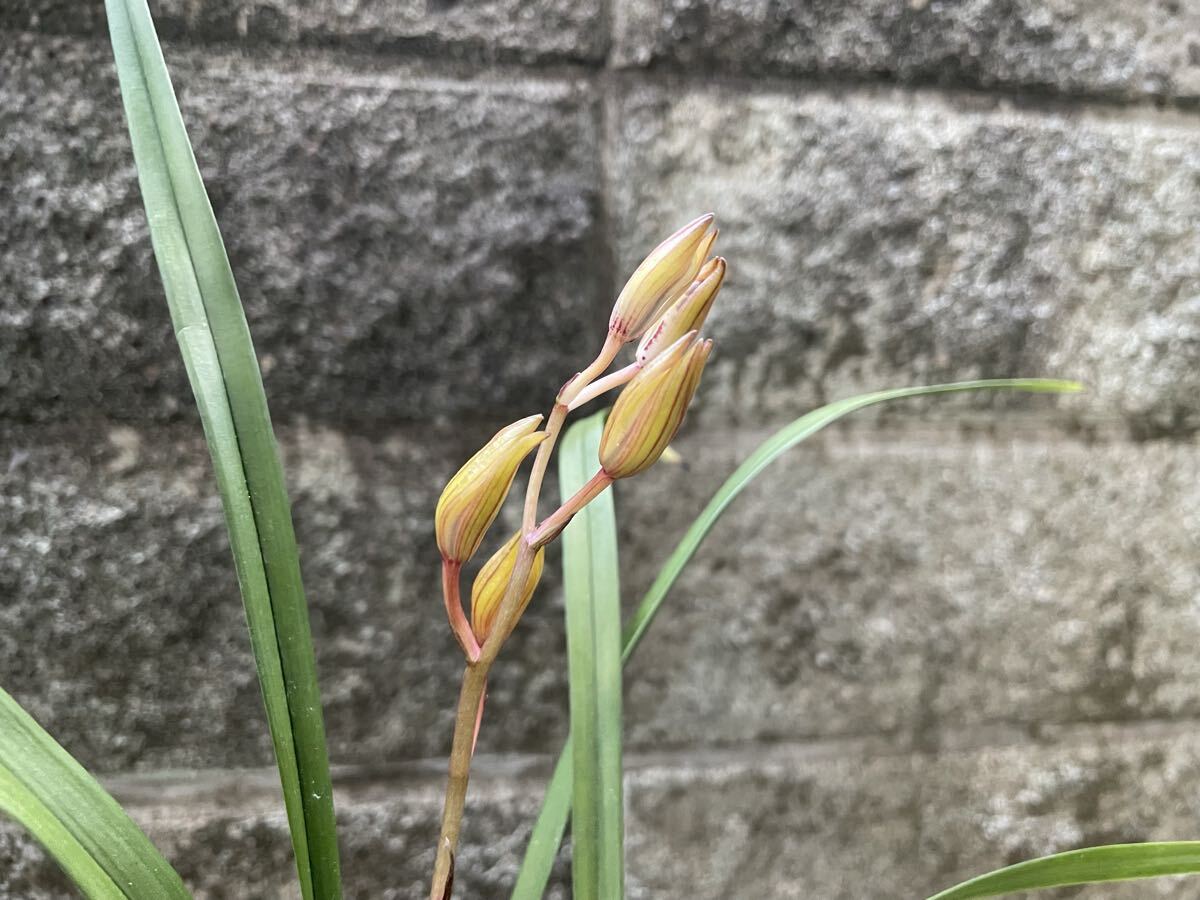 建蘭(スルガラン)　【黄帝】　3本立　花付　最長葉は約45cm　〔春蘭・富貴蘭・寒蘭・東洋蘭・山野草〕_画像4