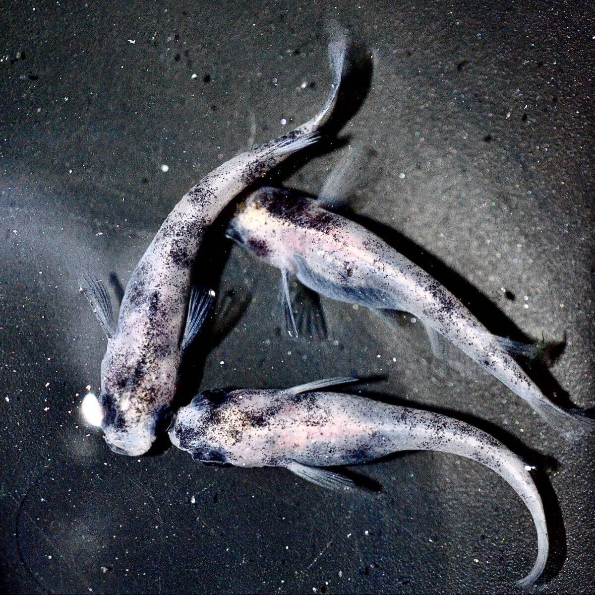 【めだか小町】初出品 超極上 白ブチDWディープホワイト有精卵20+a 良体型 メダカ 卵 レターパック対応可能_画像1