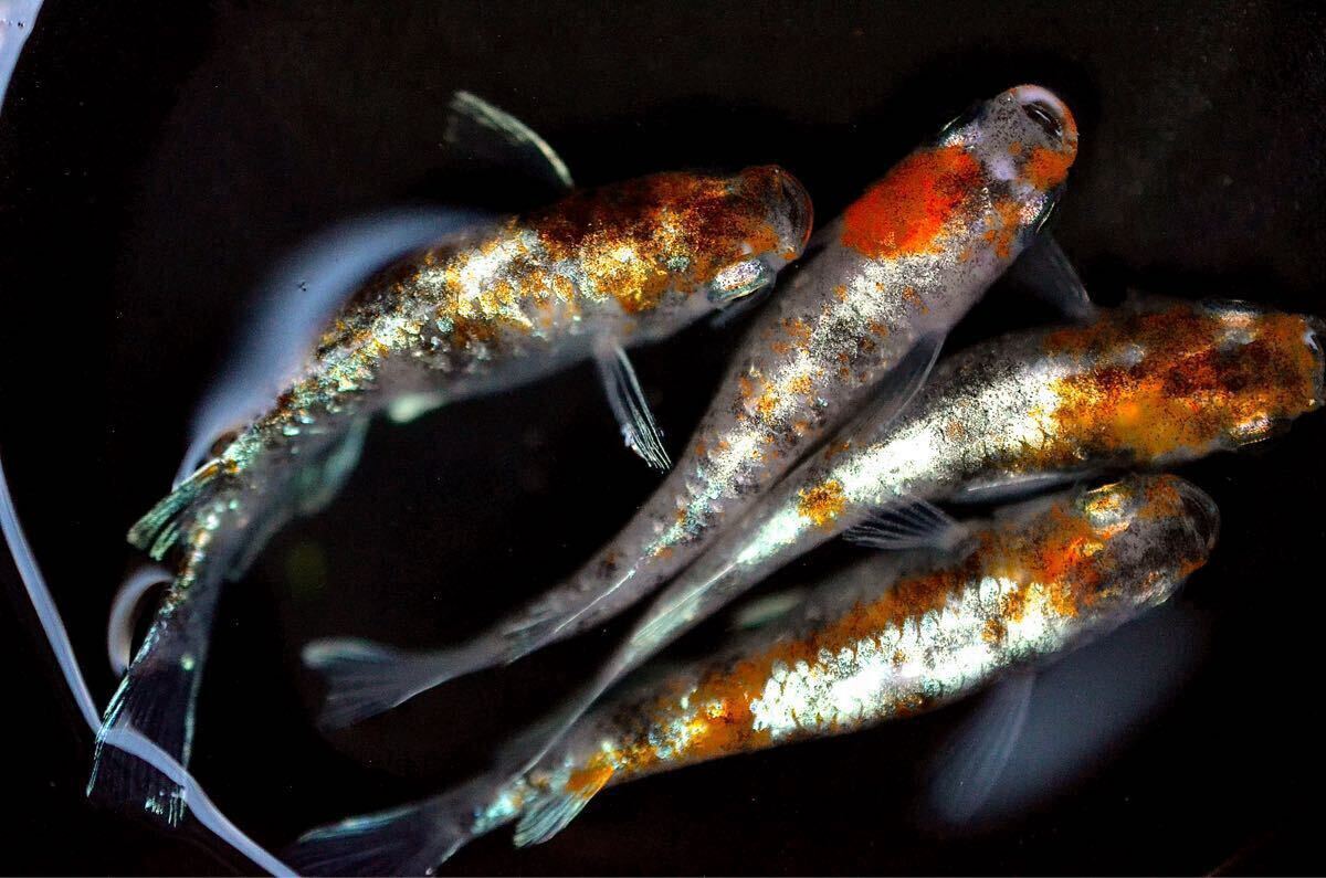 【めだか小町】大増量 超極上 三色ラメ体外光・LU-04xWI-03(F4)有精卵35+a 最高クラス種親 メダカ 卵_画像1