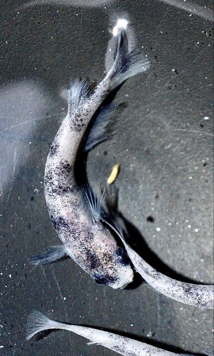 【めだか小町】初出品 超極上 白ブチDWディープホワイト有精卵20+a 良体型 メダカ 卵 レターパック対応可能_画像2