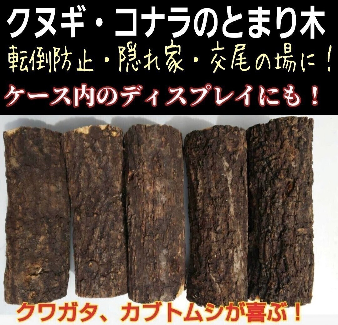  жук-носорог * рогач специальный ... дерево дуб острейший переворачивание предотвращение,.. дом,. хвост. место оптимальный! кейс внутри дисплей тоже выдающийся! высокого давления сухой завершено 