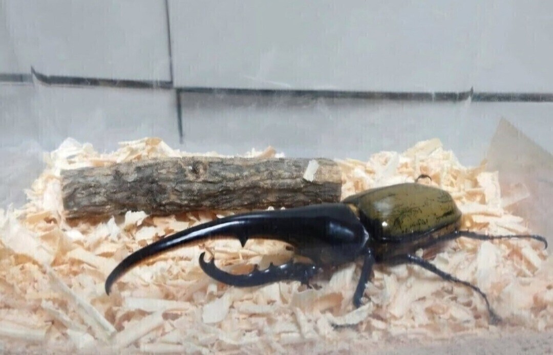  жук-носорог * рогач специальный ... дерево дуб острейший переворачивание предотвращение,.. дом,. хвост. место оптимальный! кейс внутри дисплей тоже выдающийся! высокого давления сухой завершено 