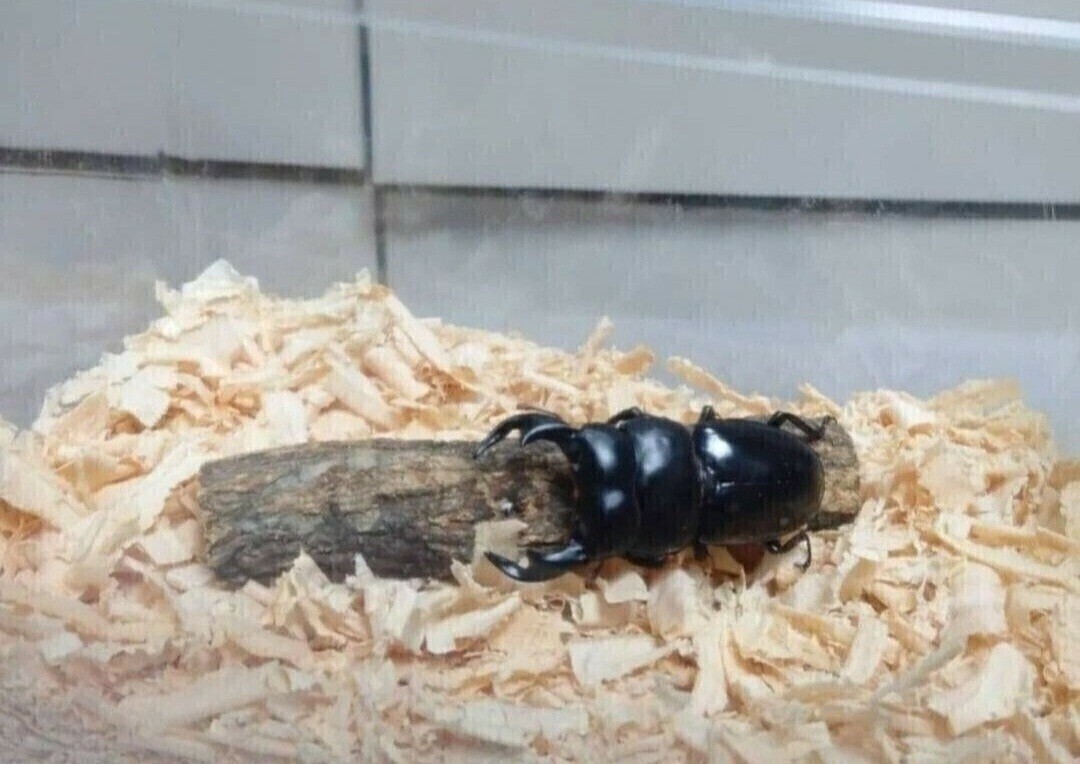  жук-носорог * рогач специальный ... дерево дуб острейший переворачивание предотвращение,.. дом,. хвост. место оптимальный! кейс внутри дисплей тоже выдающийся! высокого давления сухой завершено 