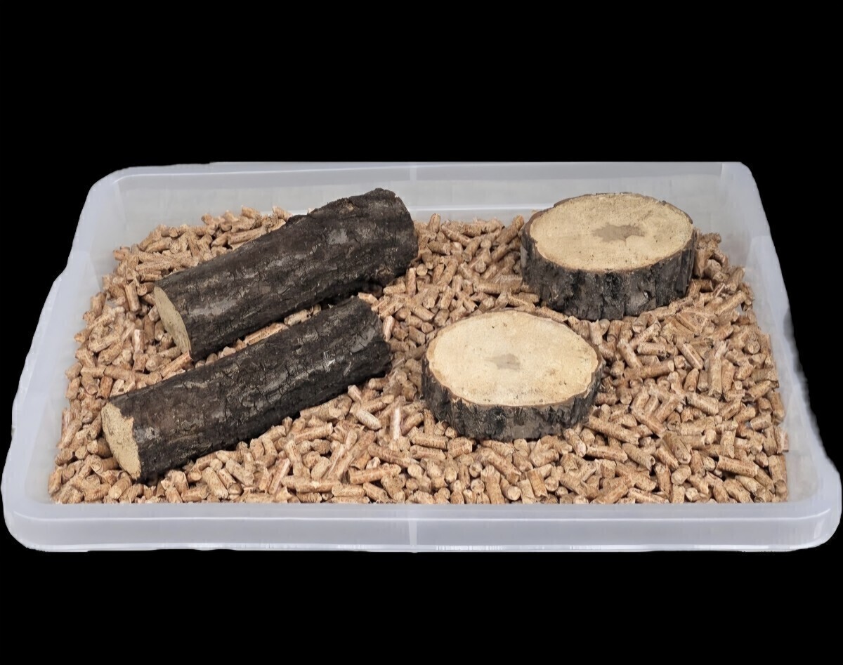  жук-носорог * рогач специальный ... дерево дуб острейший переворачивание предотвращение,.. дом,. хвост. место оптимальный! кейс внутри дисплей тоже выдающийся! высокого давления сухой завершено 