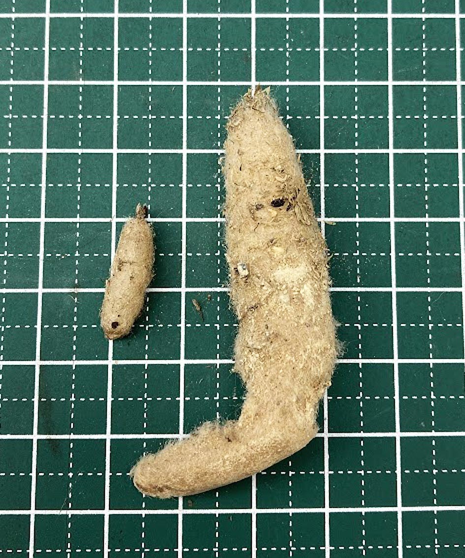 乙女チドリ（シノルキス グッタータ）球根　　#ウチョウラン　#イワチドリ_画像2