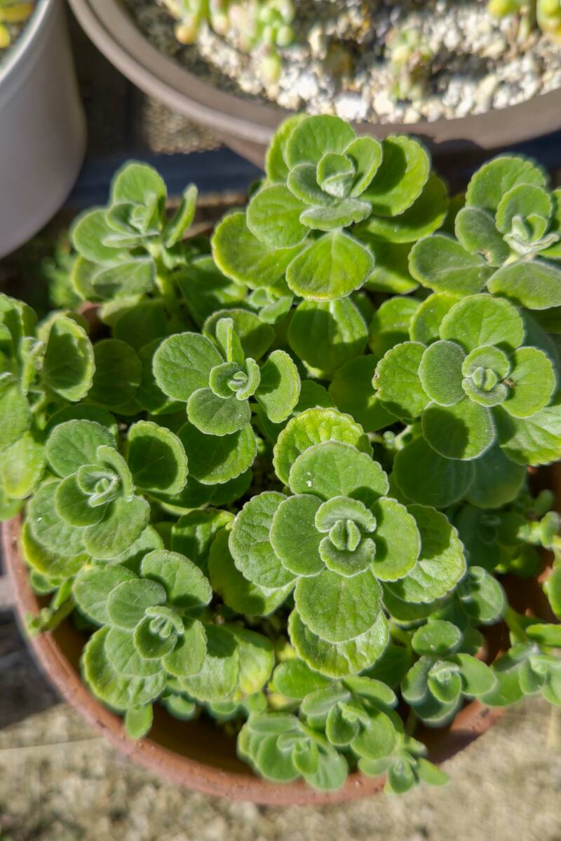 ★香りの良いアロマティカス★カット苗10本 多肉植物_画像1