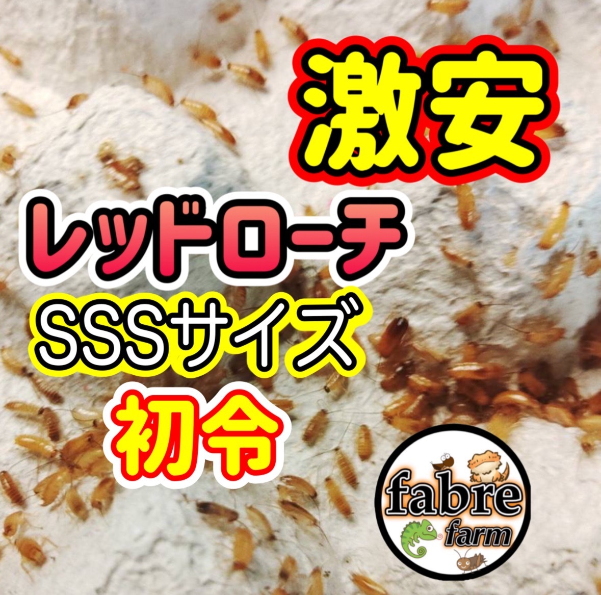 SSS размер первый .400 шт (. надеты гарантия включая ) супер-скидка re draw chi