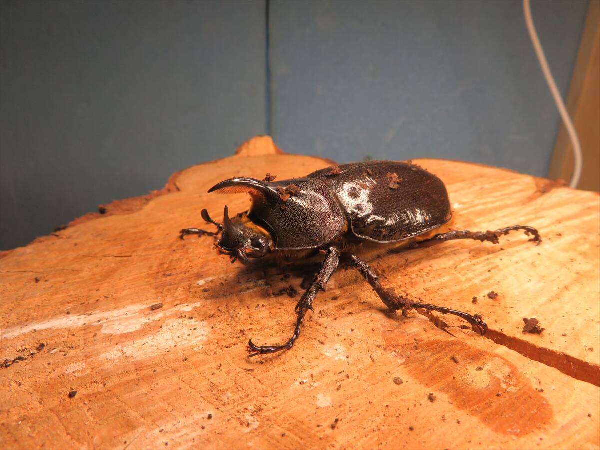 リッキー ミニオス5匹　66・85・71・76・100mm 　ヘラクレスリッキー　ヘラクレスオオカブト DHリッキー　ナポ コサンガ産 _画像1