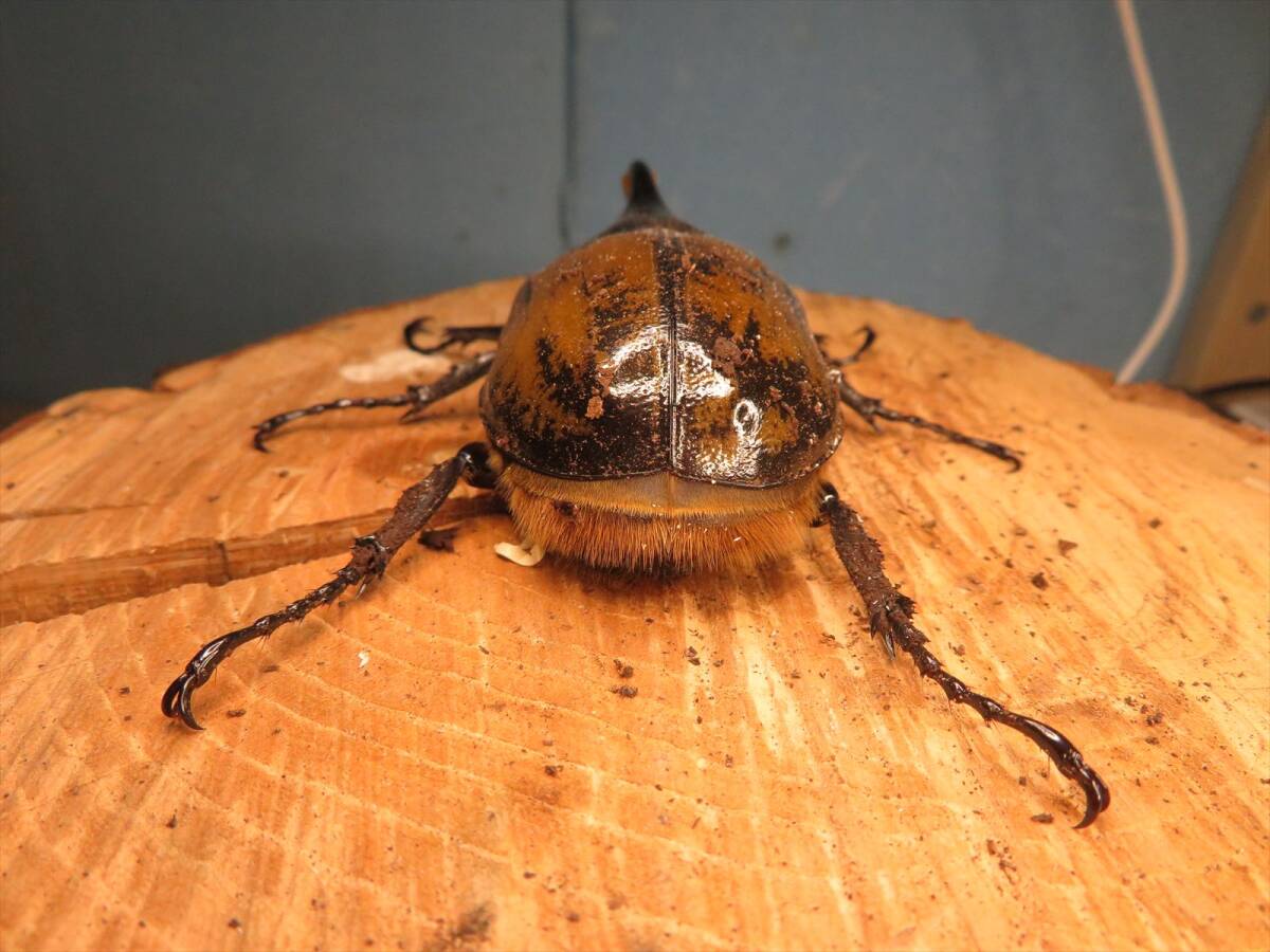 リッキー ミニオス5匹　66・85・71・76・100mm 　ヘラクレスリッキー　ヘラクレスオオカブト DHリッキー　ナポ コサンガ産 _画像10