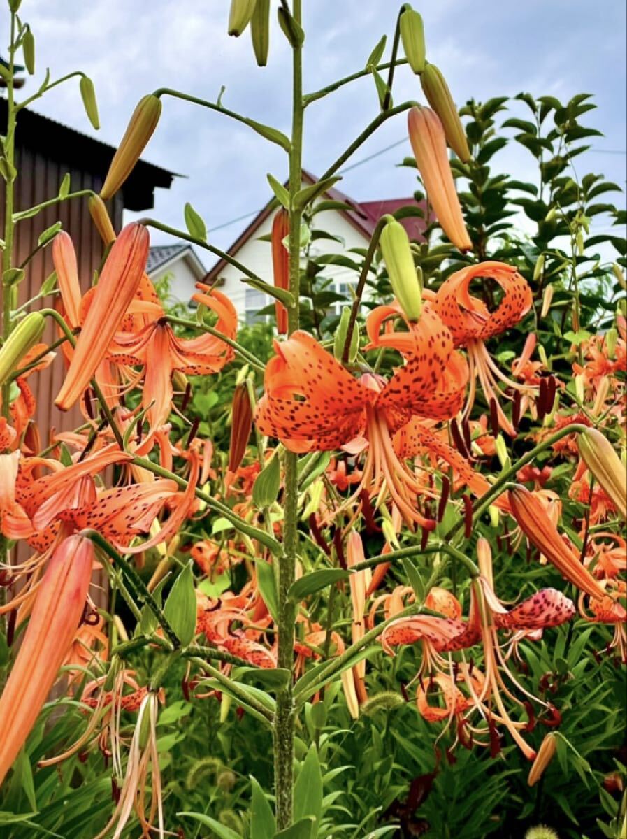  オニユリ球根② 大8個_画像3