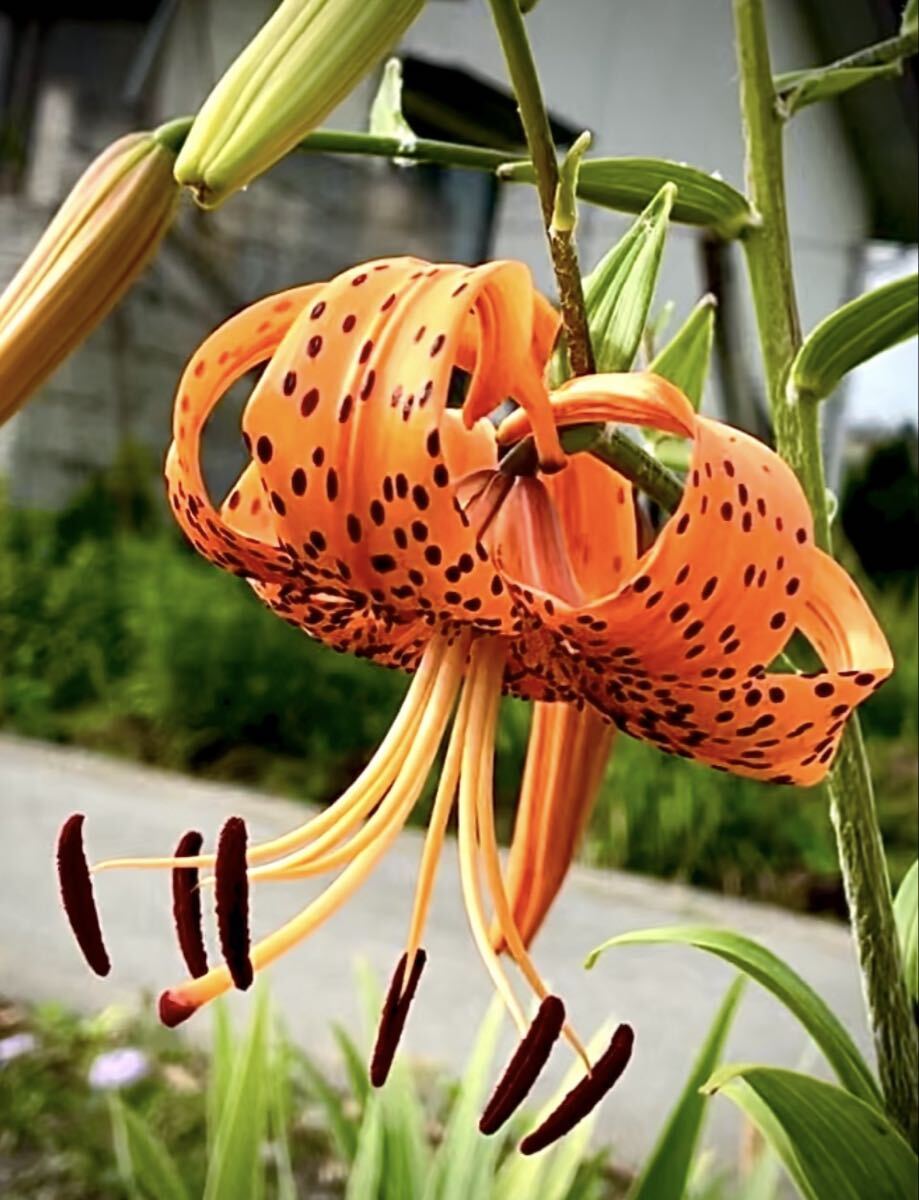  オニユリ球根② 大8個_画像1