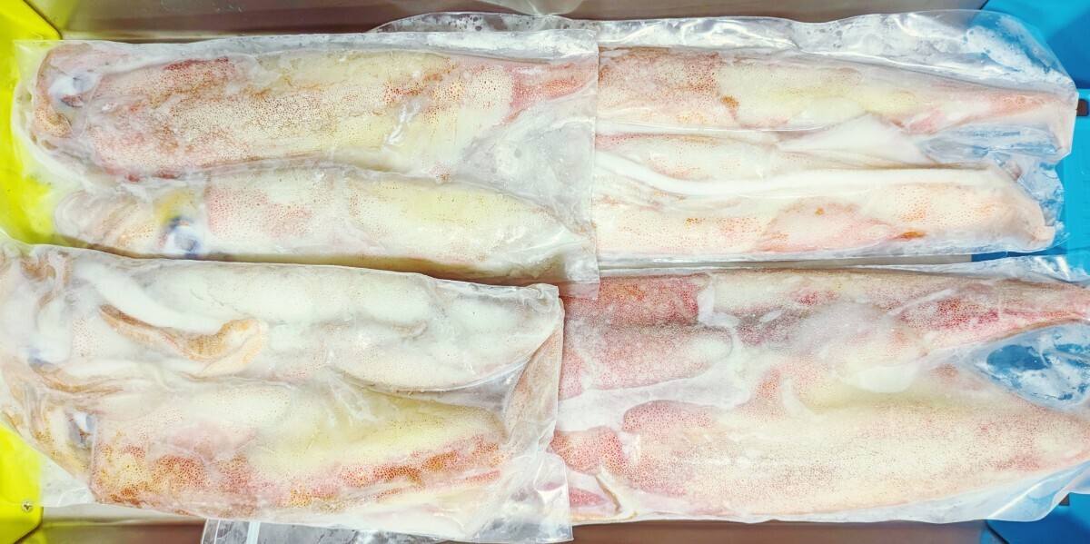 ☆鮮度抜群☆シロイカ（剣先）大〜中サイズ　冷凍2kgセット（鳥取県産）2025年10月以降釣り上げ分_画像3