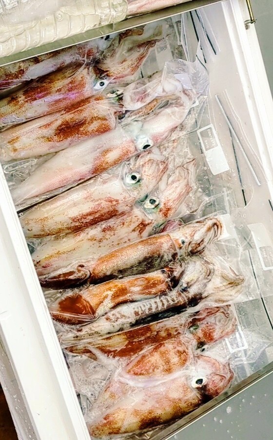 ☆鮮度抜群☆シロイカ（剣先）大〜中サイズ　冷凍2kgセット（鳥取県産）2025年10月以降釣り上げ分_画像2