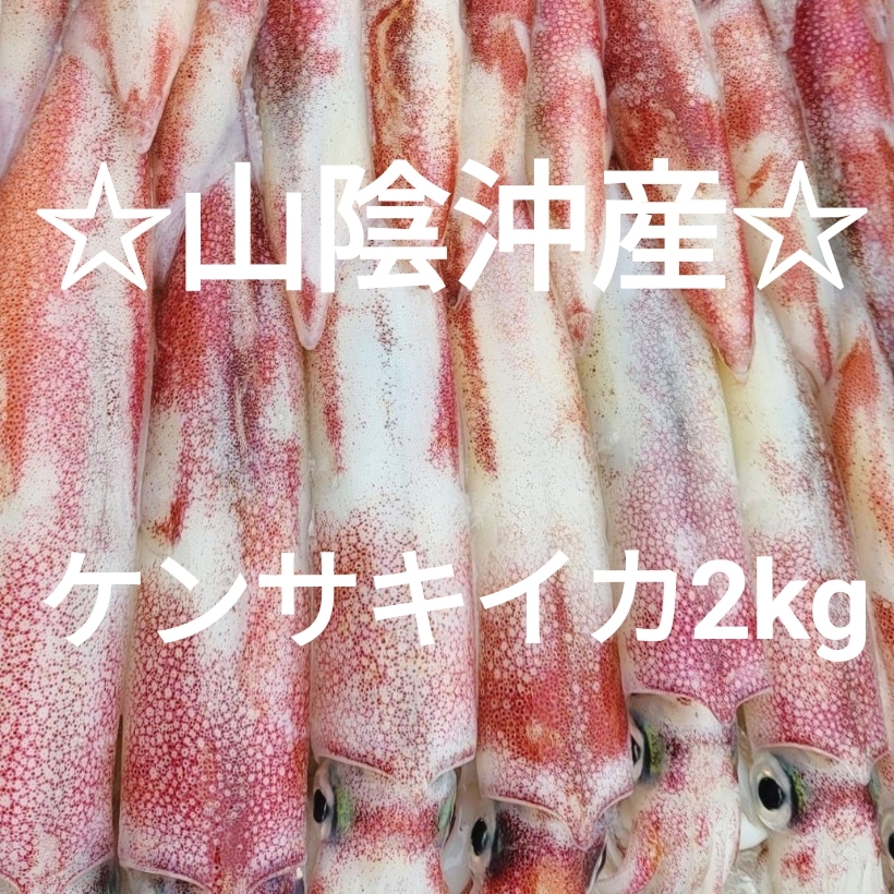 ☆鮮度抜群☆シロイカ（剣先）大〜中サイズ　冷凍2kgセット（鳥取県産）2025年10月以降釣り上げ分_画像1