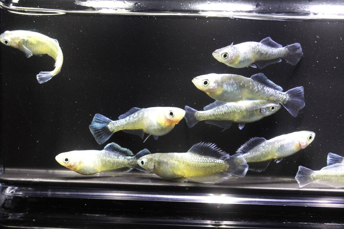 現物☆スペードシルバー　5ペア　上物　産卵中！！米めだか◆_画像1
