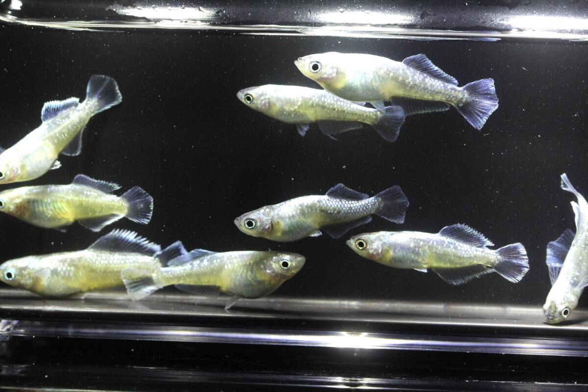 現物☆スペードシルバー　5ペア　上物　産卵中！！米めだか◆_画像2